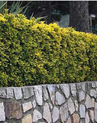 Bršlen japonský ´Elegantissima Aureus´