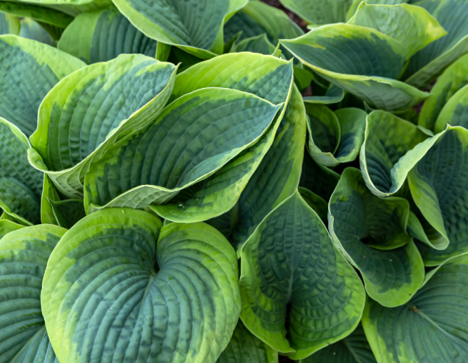 Hosta  ’Francess Williams’ 2l