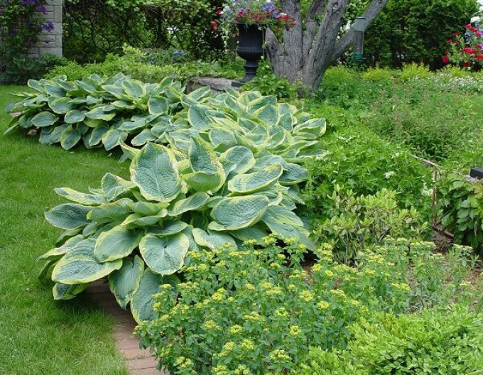 Hosta  ’Francess Williams’ 2l