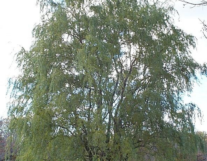 Vŕba točená ´Tortuosa´ 2l
