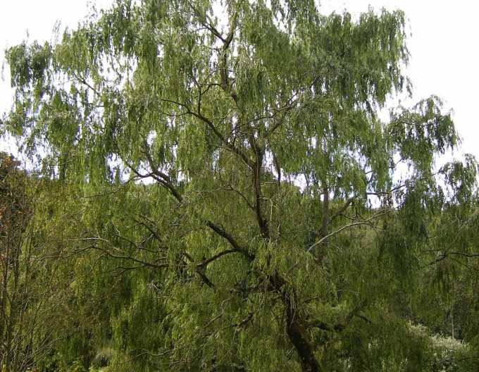 Vŕba babylónska´Crispa´ 2l