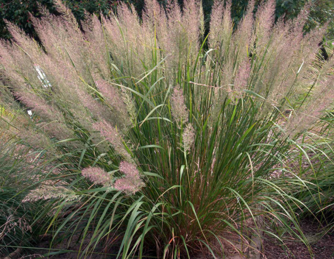 Smlz - Calamagrostis brachytricha 2l