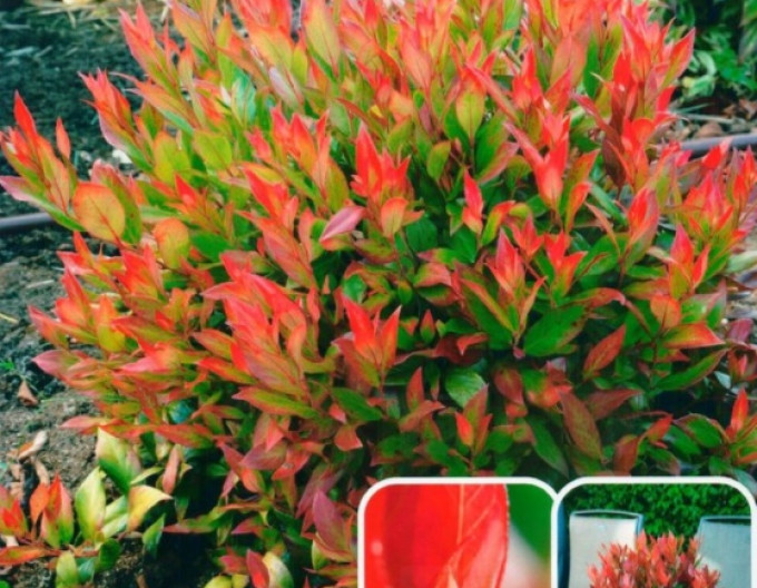 Leukote axillaris ’Little Flames’