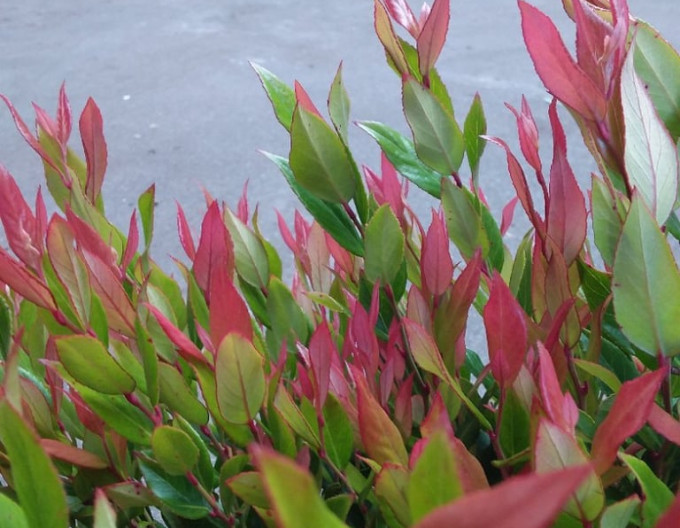 Leukote axillaris ’Little Flames’