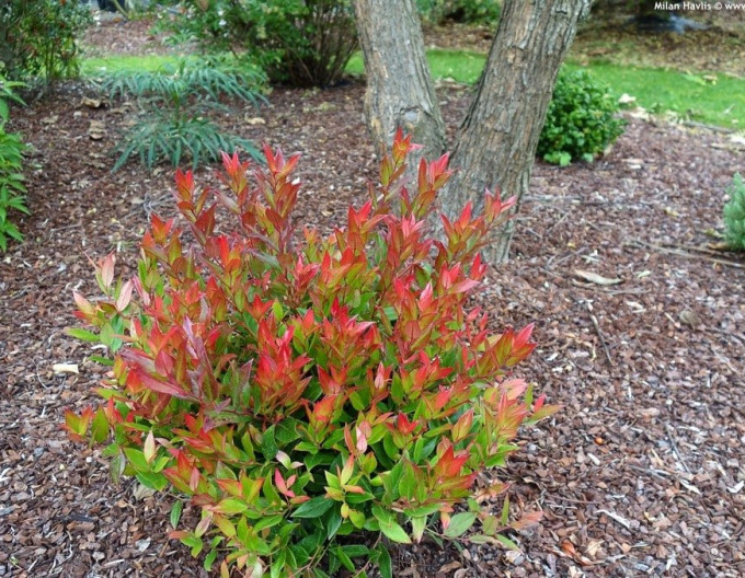 Leukote axillaris ’Little Flames’