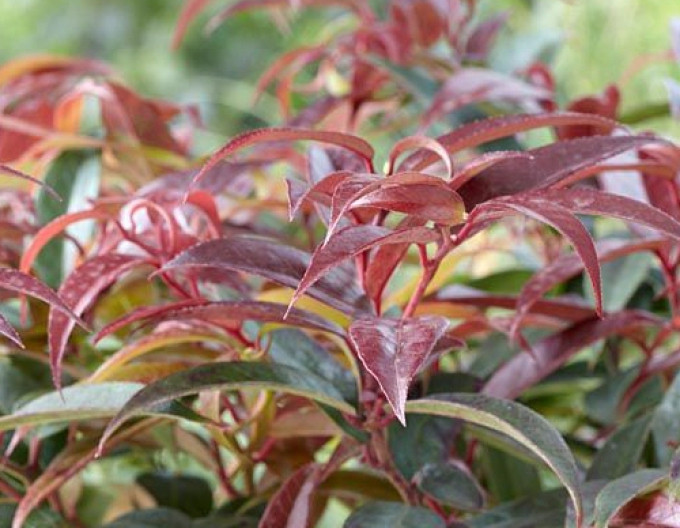 Leukote keiskei ’ROYAL RUBY’ 2l