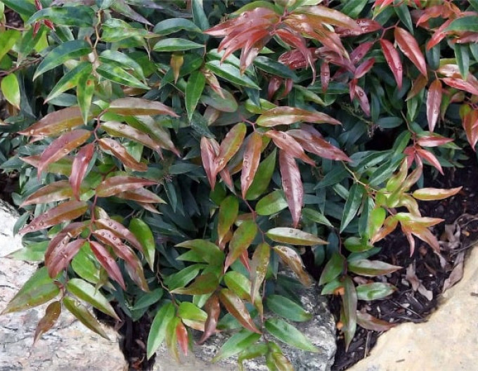 Leukote keiskei ’ROYAL RUBY’ 2l