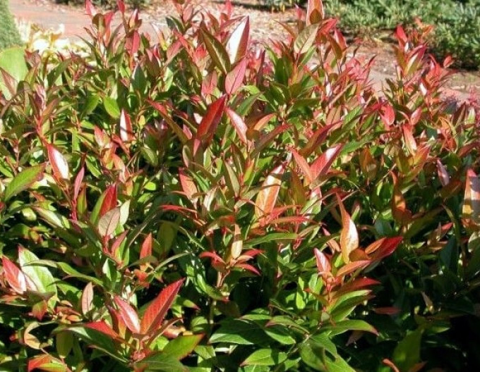 Leukote keiskei ’ROYAL RUBY’ 2l