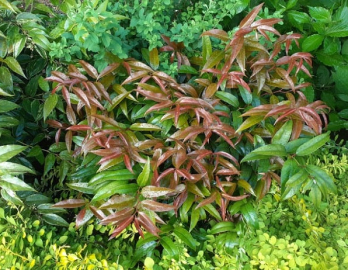 Leukote keiskei ’ROYAL RUBY’ 2l