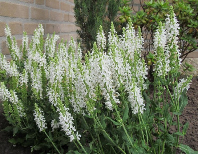 Šalvia hájna ´Schneehugel´ 2l