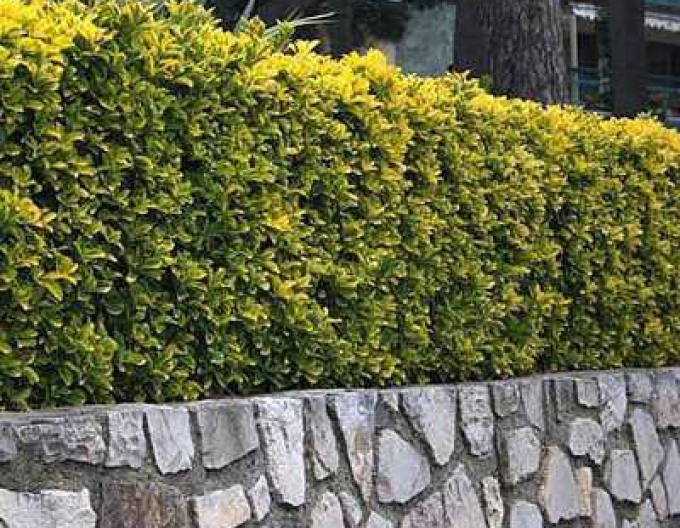 Bršlen japonský ´Elegantissima Aureus´
