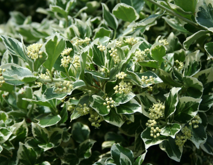 Bršlen fortuneov "EMERALD GAIETY" 2l