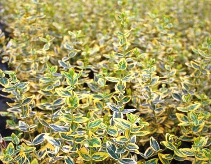 Bršlen fortuneov "EMERALD and GOLD " 2l