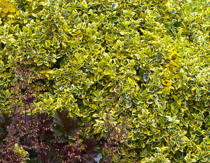 Bršlen fortuneov "EMERALD and GOLD " 2l
