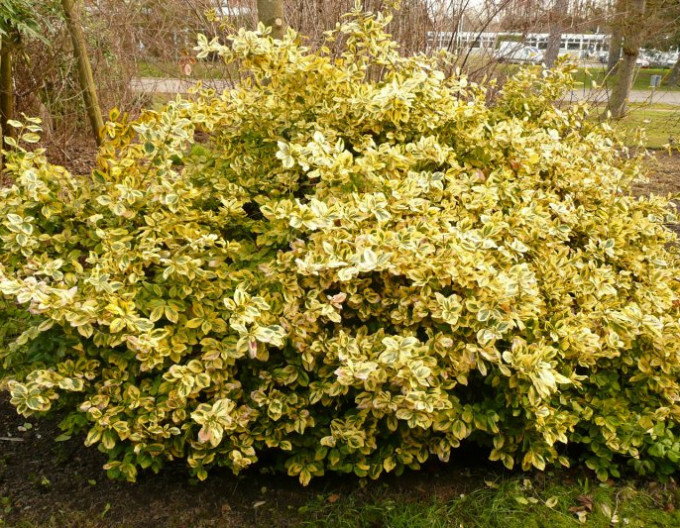 Bršlen fortuneov "EMERALD and GOLD " 2l
