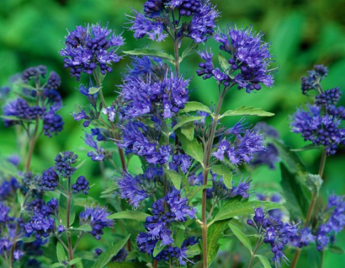 Bradavec klandonský ´Kew Blue´ 2l