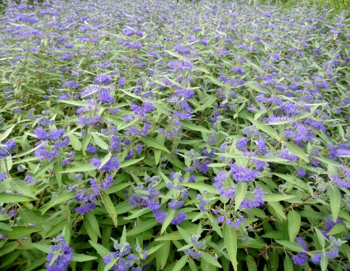 Bradavec klandonský ´Kew Blue´ 2l