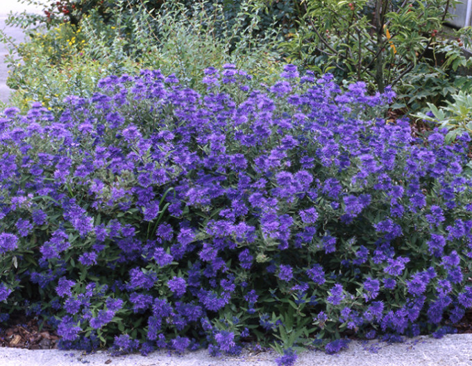 Bradavec klandonský ´Kew Blue´ 2l