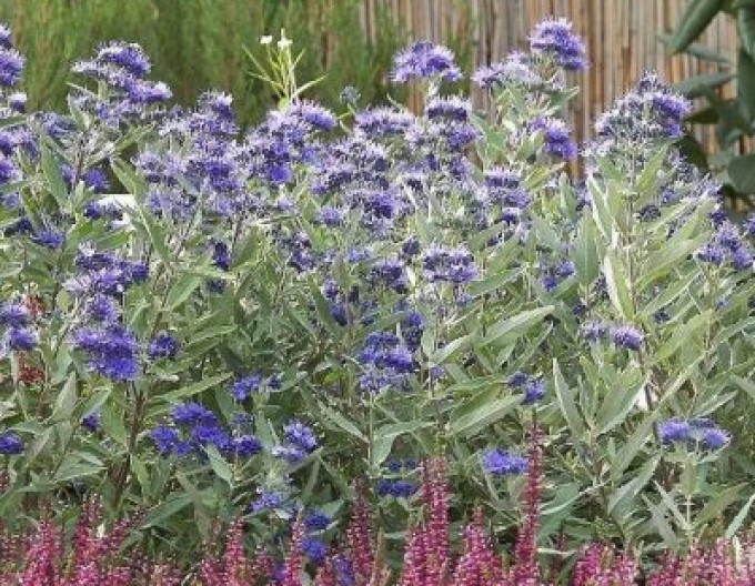 Bradavec klandonský ´Kew Blue´ 2l