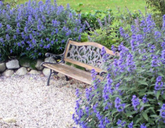 Bradavec klandonský "HEAVENLY BLUE" 2l