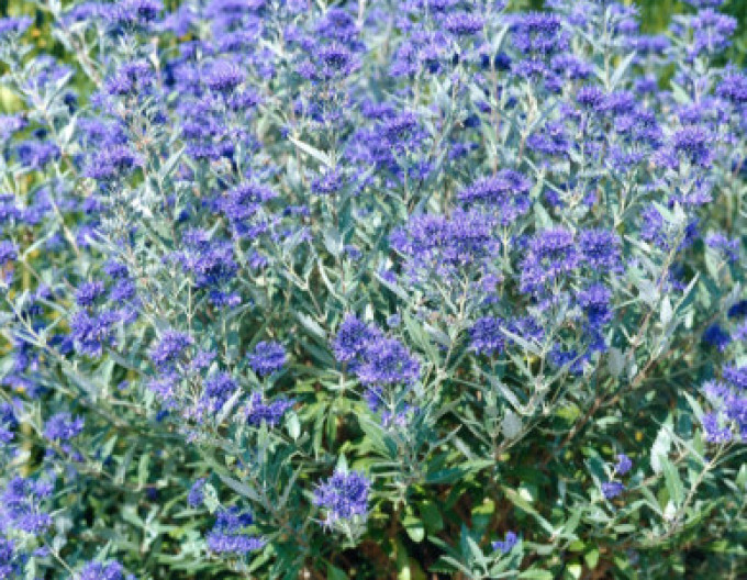 Bradavec klandonský "HEAVENLY BLUE" 2l