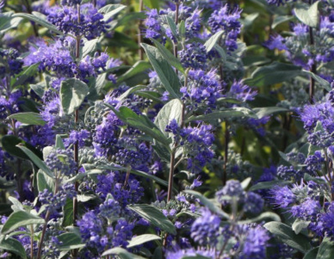 Bradavec klandonský "HEAVENLY BLUE" 2l