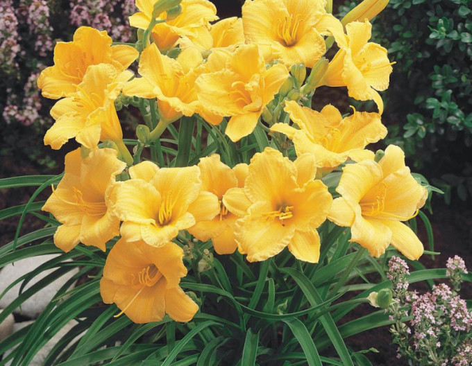 Ľaliovka ´Stella ´d´Oro´ 2l