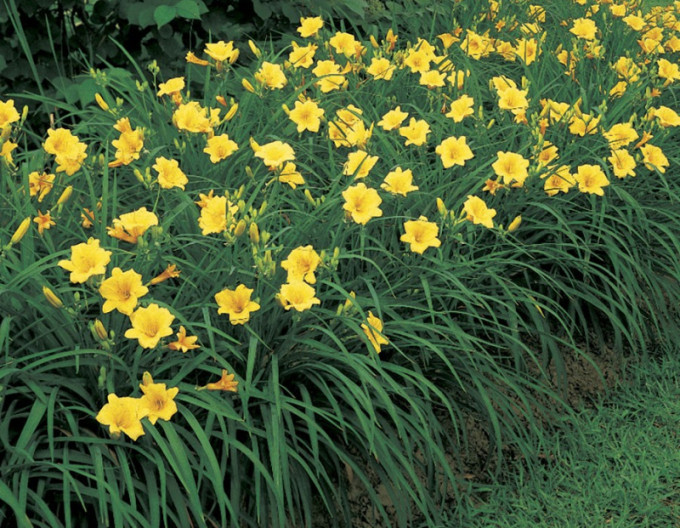 Ľaliovka ´Stella ´d´Oro´ 2l