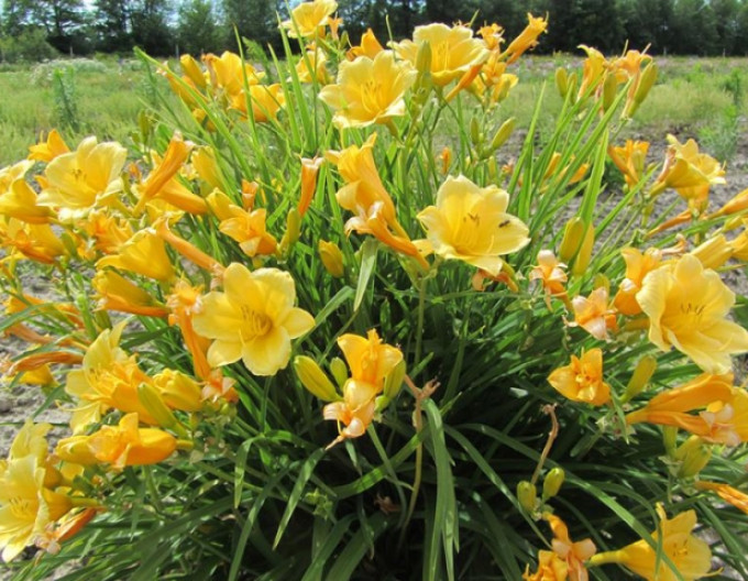 Ľaliovka ´Stella ´d´Oro´ 2l