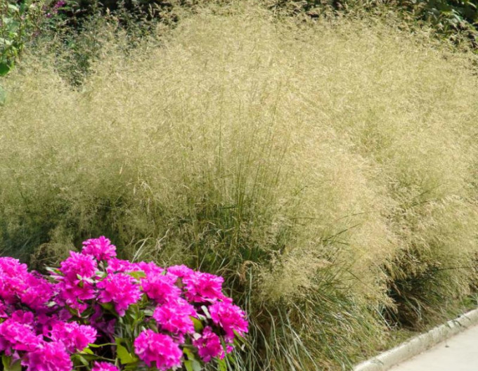 Metlica ’Bronzeschleier’ 2l