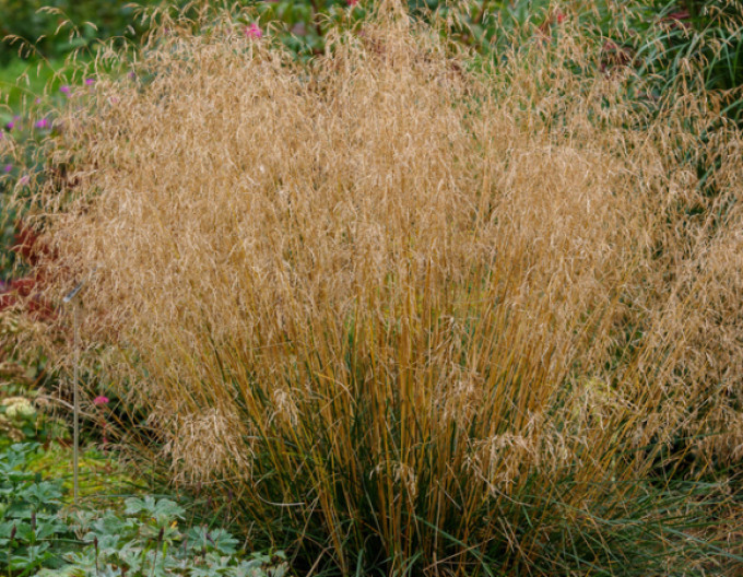 Metlica ’Bronzeschleier’ 2l
