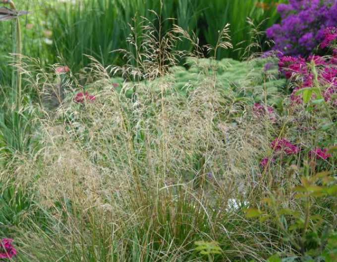 Metlica ’Bronzeschleier’ 2l