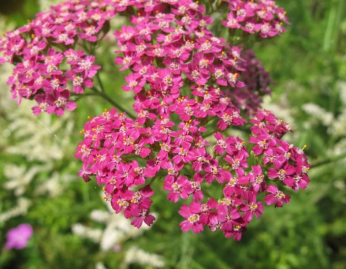 Rebríček obyčajný ´Cerise Queen´ 9x9