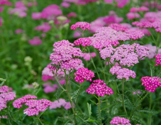 Rebríček obyčajný ´Cerise Queen´ 9x9