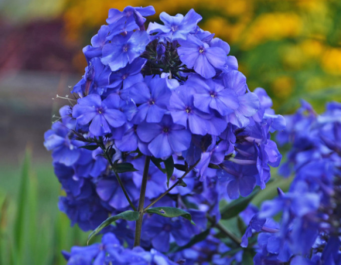 Flox metlinatý Blue Paradise