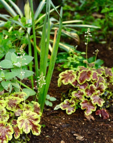 Heucherella ´Gold Zebra´