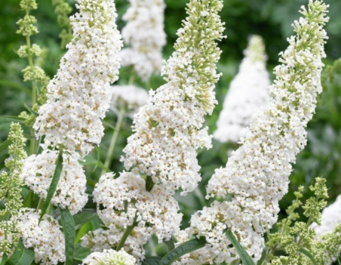 Budleja davidii ’White Profusion´ 5l