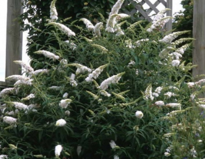 Budleja davidii ’White Profusion´ 5l