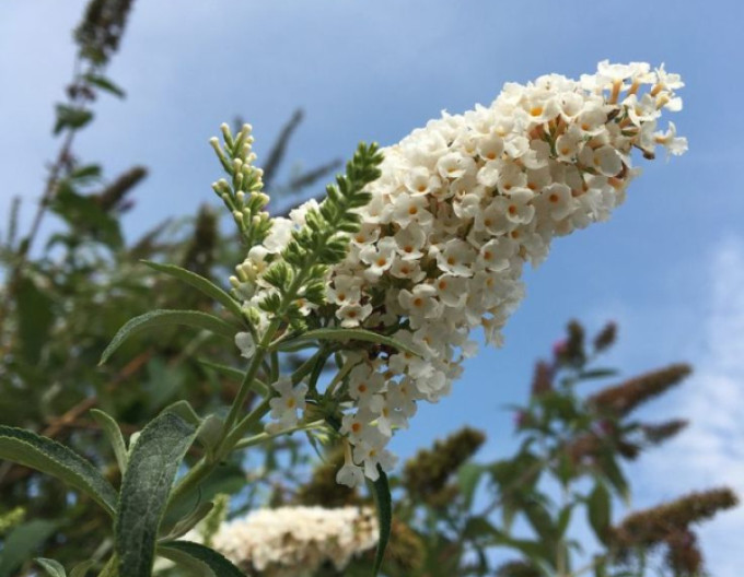 Budleja davidii ’White Profusion´ 5l