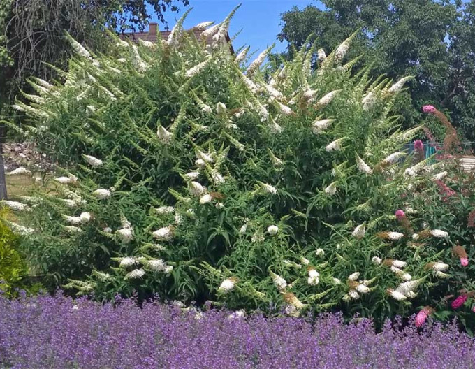 Budleja davidii ’White Profusion´ 5l