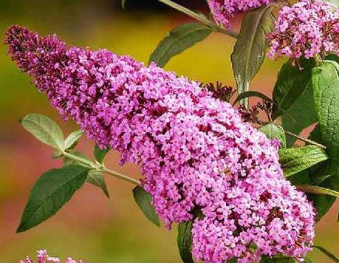 Budleja davidii ’Pink Delight’ 5l