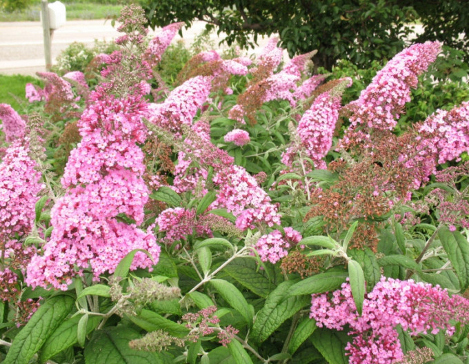 Budleja davidii ’Pink Delight’ 5l