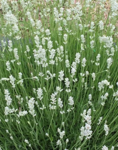 Levanduľa ’Edelweiss’