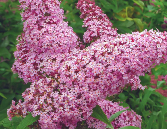 Budleja davidii ’Pink Delight’ 5l