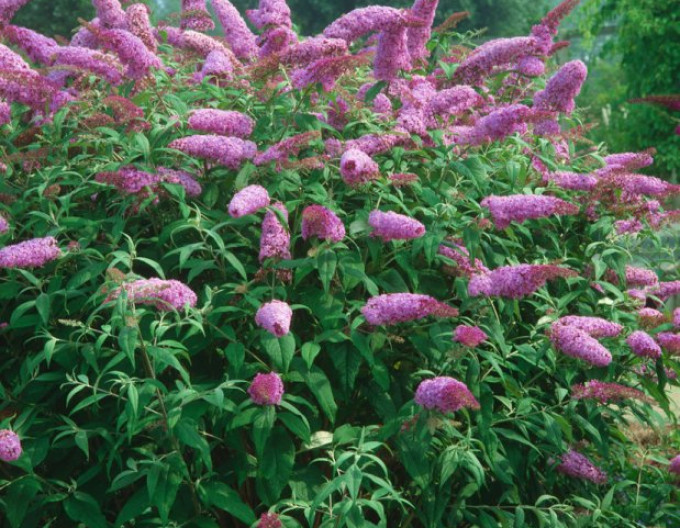 Budleja davidii ’Pink Delight’ 5l