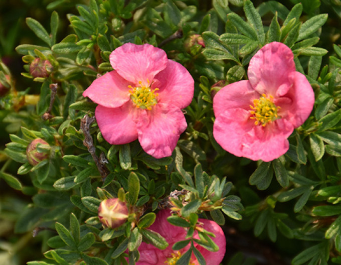 Nátržník krovitý ´Bella Rosa´ 5l