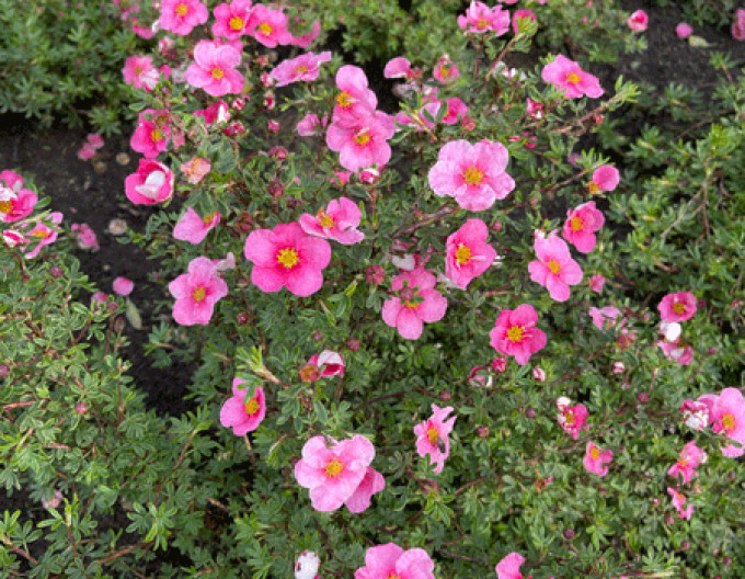 Nátržník krovitý ´Bella Rosa´ 5l