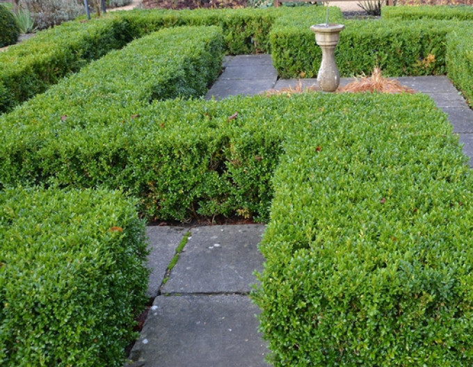 Krušpán vždyzelený - Buxus 5l