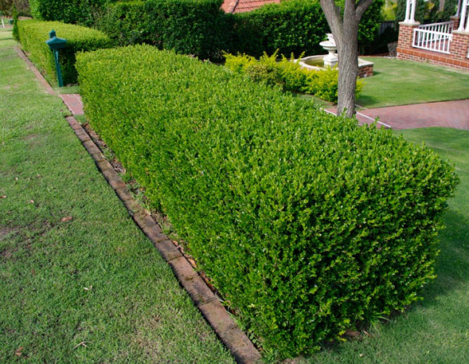 Krušpán vždyzelený - Buxus 5l