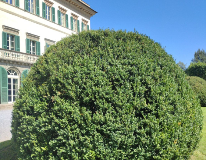 Krušpán vždyzelený - Buxus 5l